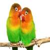 Duo Love Birds